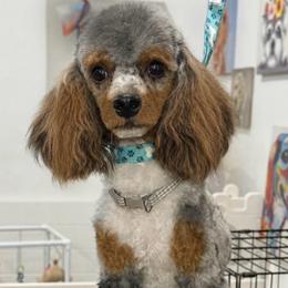 Bentley - Poodle