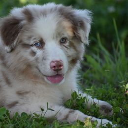 Australian Shepherd puppies from CY Ranch Aussies