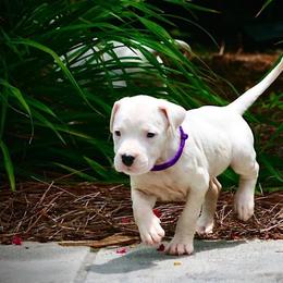 Purple - White female Dogo Argentino puppy in Powder Springs, Georgia from Primo Kennels