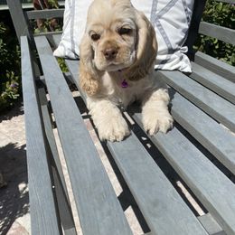Cocker Spaniel Puppies from Quail Ridge Farm