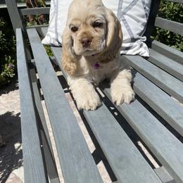 Cocker Spaniel Puppies from Quail Ridge Farm