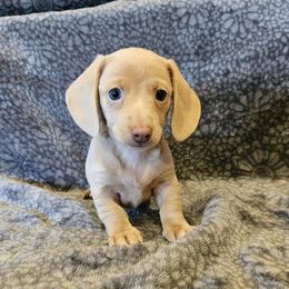 Hope - Isabella (No points) - Fawn female Dachshund puppy in Tower City, Pennsylvania from Stoney Mountain Mini Doxies