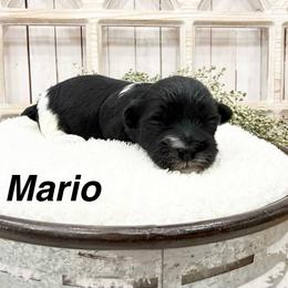 Mario - Black and white male Coton de Tulear puppy in Cabool, Missouri from Big Gulch Puppies