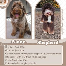 Bernedoodle puppies from Little Golden Farm