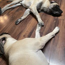 Mastiffs from Sanctuary Mastiffs