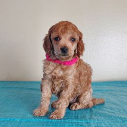 Pink girl - Apricot female Poodle puppy in Licking, Missouri from Majestic Embrace Poodles