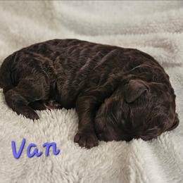Van - Chocolate male Goldendoodle puppy in Kansas City, Missouri from Poppy's Doodles