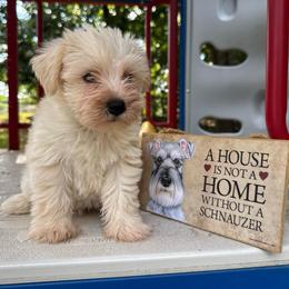 Gunter - White male Miniature Schnauzer puppy in Auburn, Georgia from Very Special Mini Schnauzers