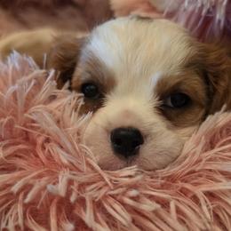 Lilac - Blenheim female Cavalier King Charles Spaniel puppy in Marshfield, Missouri from Puppyloversplace