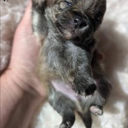Oakley - Cream sable male Pomeranian puppy in Granby, Colorado from Marostica Paws