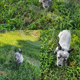 Australian Cattle Dog Puppies from Twisted C Heelers