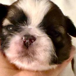 Caramella Sultans Star - Gold and white female Shih Tzu puppy in Spartanburg, South Carolina from Ganna's Shih Tzus