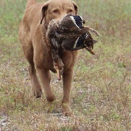 Chesapeake Bay Retriever All Grown Up from Topwater Chesapeakes
