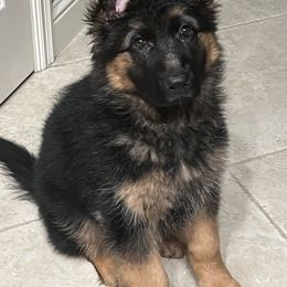 German Shepherd Puppies from Marvel German Shepherds