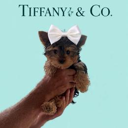 Blue Tiny Discount available to anyone who gets him today June 12th through June 14th - Blue and gold male Yorkshire Terrier puppy in Milton, Florida from Sassenach Yorkie Kennels