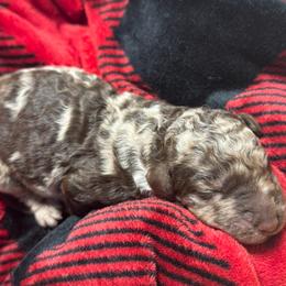 Pookie Pie - Merle female Goldendoodle puppy in Mc Kinney, Texas from Flair Doodles