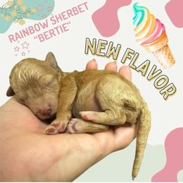 Bertie-  (Rainbow Sherbet) - Red female Bordoodle puppy in Canfield, Ohio from Poo's Doo's & Inu's