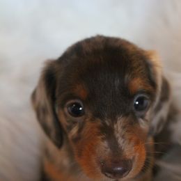 Dachshund Puppies from Callaway Country Dachshunds