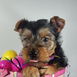 Daisy - Black and tan female Yorkshire Terrier puppy in Jacksonville, Florida from Yorkieology