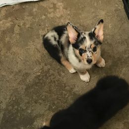 American Corgi and Pembroke Welsh Corgi Puppies from Lonesome Boone Corgis