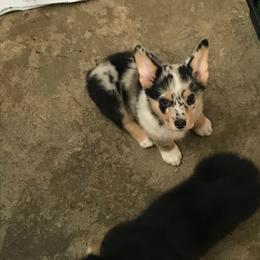 American Corgi and Pembroke Welsh Corgi Puppies from Lonesome Boone Corgis