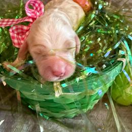 Peeps - Parti female Goldendoodle puppy in Lexington, North Carolina from Southern Grace Acres