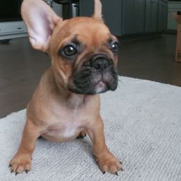 French Bulldog Puppies from 4 Palms Frenchies