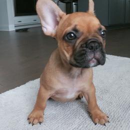 French Bulldog Puppies from 4 Palms Frenchies