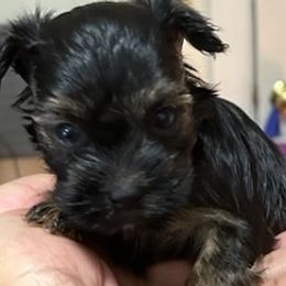 Yorkshire Terriers from Manny Lancara's Yorkshire Terriers