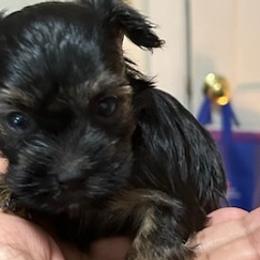 Yorkshire Terriers from Manny Lancara's Yorkshire Terriers