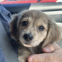 Milton - Cream male Dachshund puppy in Young, Arizona from Short and Sassy Dachshunds of AZ