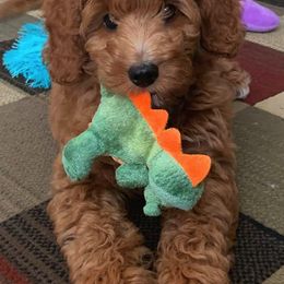 Goldendoodle Puppies from Wisconsin Doodles