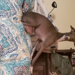 Italian Greyhound All Grown Up from Akaya Italian Greyhounds