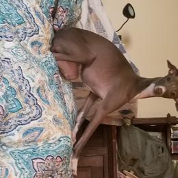 Italian Greyhound All Grown Up from Akaya Italian Greyhounds