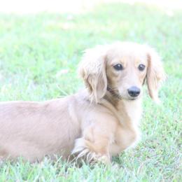 Maya - Dachshund