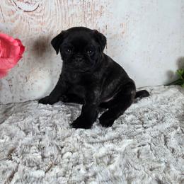 Blackjack - Brindle male Pug puppy in Atwood, Illinois from Peace Road Puppies