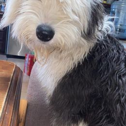 Old English Sheepdogs from Wiggle Butts x Three