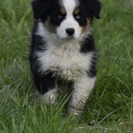 Emerald (Emmy) - Black tri-color Australian Shepherd puppy in Croswell, Michigan from Platinum Edition Australian Shepherds