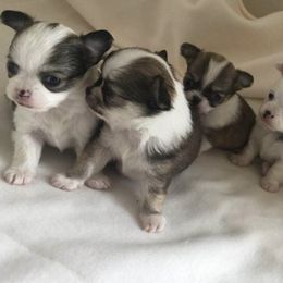 Chihuahuas from Marjax Chihuahuas
