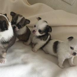 Chihuahuas from Marjax Chihuahuas