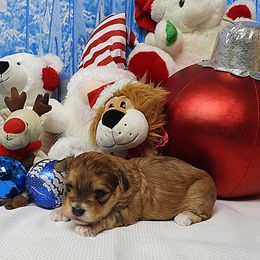 Bucky (Pumpkin) - Red sable male Havanese puppy in Salt Lake City, Utah from Steal Your Heart Havanese