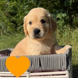 Abigail (Orange) - Golden female Golden Retriever puppy in Cadillac, Michigan from K & M Golden Retrievers