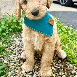 Goldendoodle Puppies from Lundee Doodles
