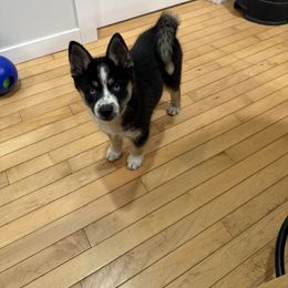 Cali - Tri-color female Pomsky puppy in Doon, Iowa from Luxury Pomsky