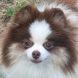 Roche - Pomeranian