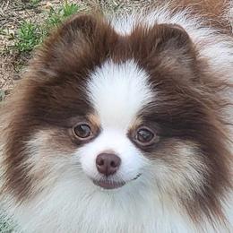 Roche - Pomeranian
