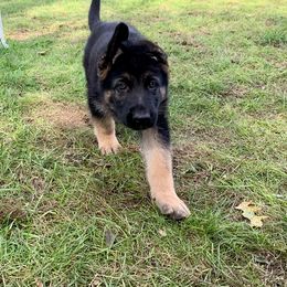 German Shepherd Puppies from JayDee's Proud K911