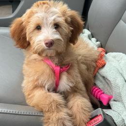 Phoebe - Goldendoodle