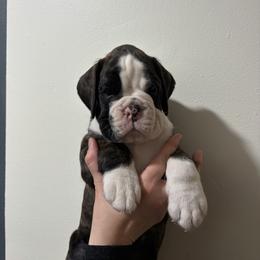 Faraday - Brindle male Boxer puppy in Lebanon, Ohio from Kennel From Tripillya
