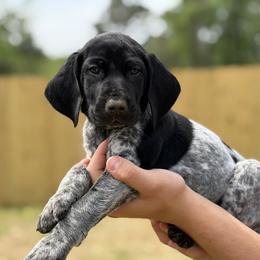 Mickey Green collar - Black roan male German Shorthaired Pointer puppy in Six Mile, South Carolina from The Proper Pointer Co.